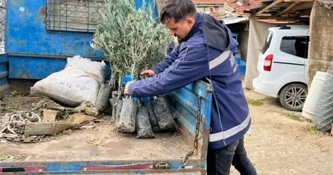 Eskişehir Büyükşehir’den üreticiye zeytin fidanı desteği