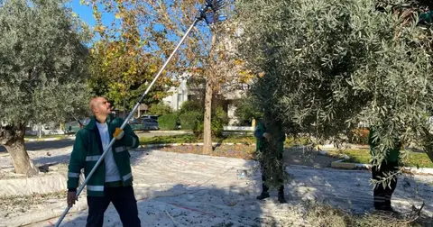 Muğla Milas'ın yeşil alanlarda zeytin hasadına devam ediyor