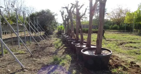 Adana'da kavşak çalışmalarında ağaçlara hassas dokunuş