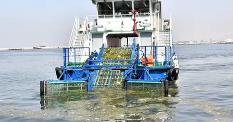 İzmir Körfezi Kirliliği Ülkü Doğan'dan Çözüm Önerileri