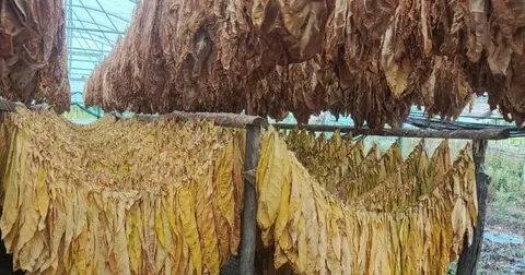 Bilecik Pazaryeri’nde tarımda yeni hamle... Tütün ve İpekböcekçiliği için ilk adım
