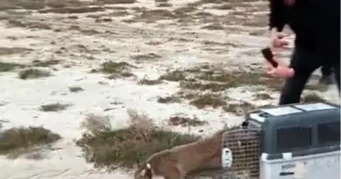 Aydın'da Yaralı Bulunan Saz Kedisi İzmir'de Tedavi Edilden Sonra Doğaya Bırakıldı
