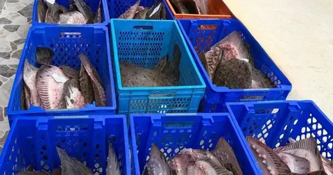 Yasadışı kalkan avcılığına müdahale! 169 balık Darülaceze'ye teslim edildi