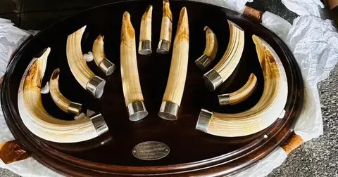 Trabzon'da yaban hayatı kaçakçılığı... 19 kargo ele geçirildi!