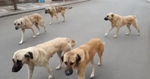 Yozgat'ta sahipli köpeklerde kuduz aşı ve mikroçip çalışmaları devam ediyor