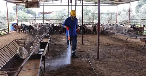 Antalya'da ahırlarda karasineğe karşı etkin mücadele