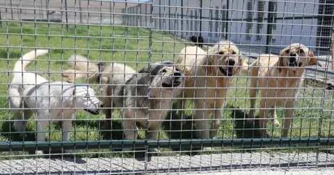 Kayseri Kocasinan'da can dostlara tam donanımlı yaşam merkezi