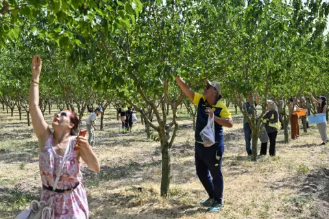 Ankara'da ATA Çiftliği'nde Hasat Şenliği: Kentli Toprakla Buluştu