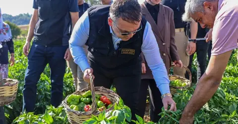 Bilecik'te Vali Sözer'den coğrafi işaretli Kamber Biberi hasadı