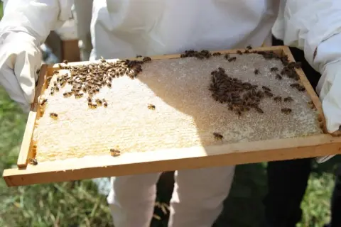 Ordu’da Arıcılara Varroa İlacı Desteği Müjdesi