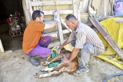 Ankara’da hayvancılığa 12,5 milyon TL veteriner desteği  