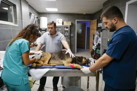 Antalya yangınında 105 köpek kurtarıldı