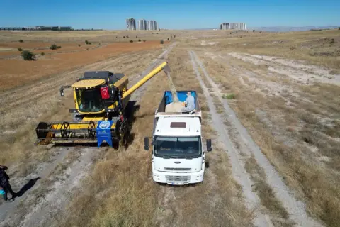 Talas'ta 300 decarlık arazide aspir hasadı başladı
