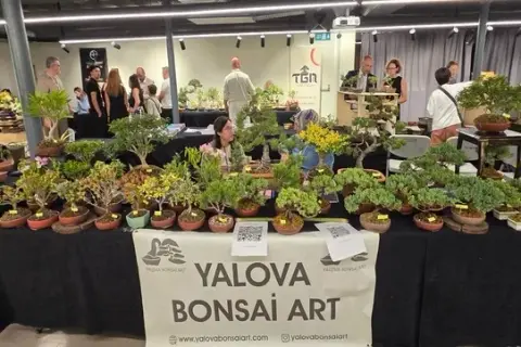 IGFA bonsai etkinliği detaylarını henüz açıklamadı