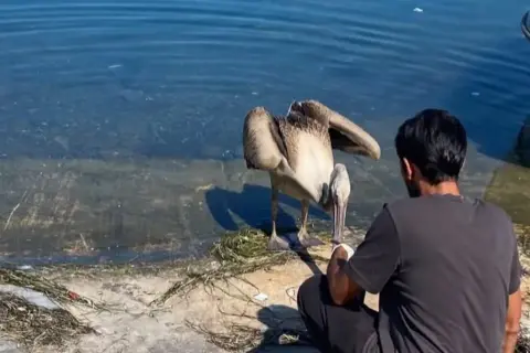Mudanya’da yorgun pelikan veteriner bakımına alındı