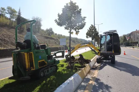 Sakarya'da tramvay başladı: 178 manolya özenle taşınıyor