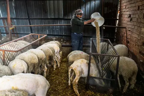 İzmir'de yangın mağdurü 47 çiftçiye 30 ton yem