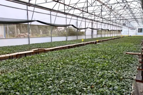 Ordu Büyükşehir'den 200 Bin Ücretsiz Kışlık Fide