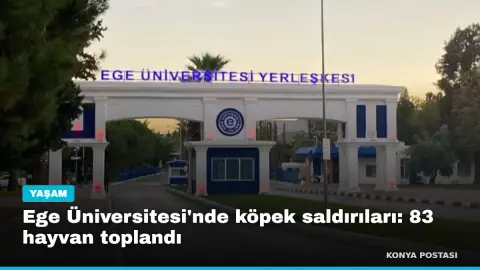 Ege Üniversitesi'nde köpek saldırıları: 83 hayvan toplandı