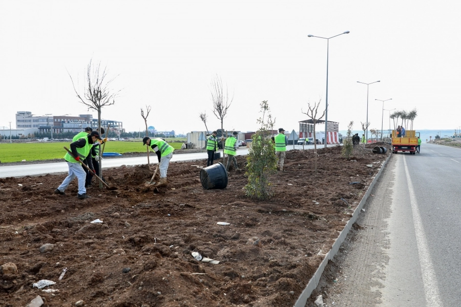 Mardin yoluna yeşil dokunuş