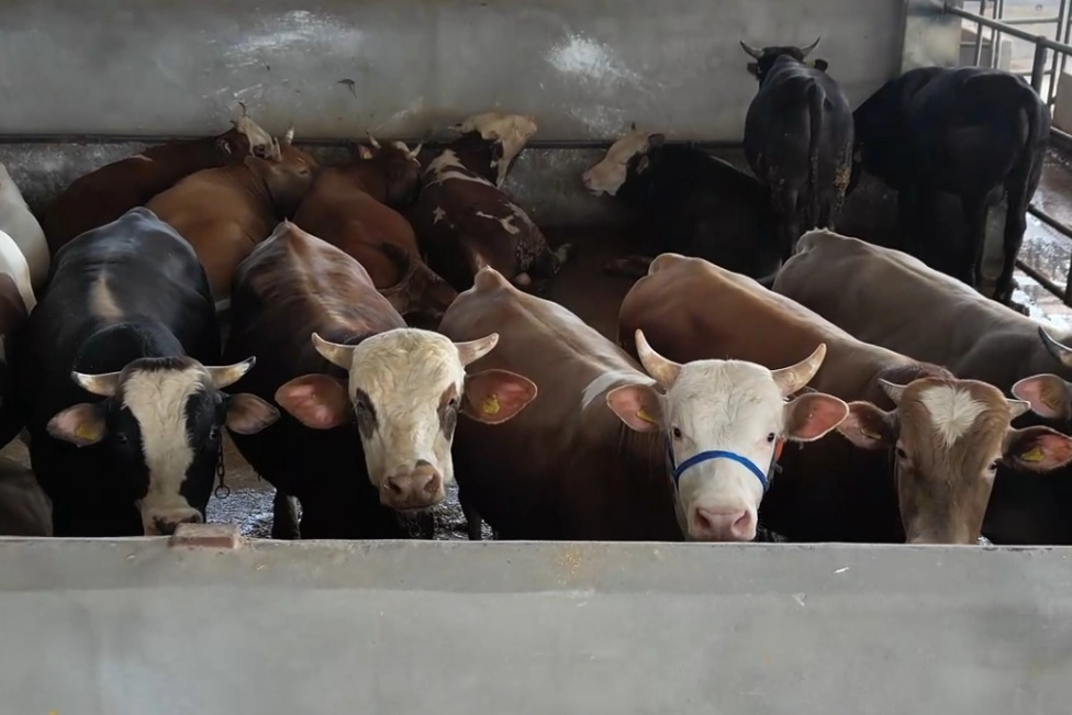 Bursa İnegöl’de kurban pazarı doldu taştı
