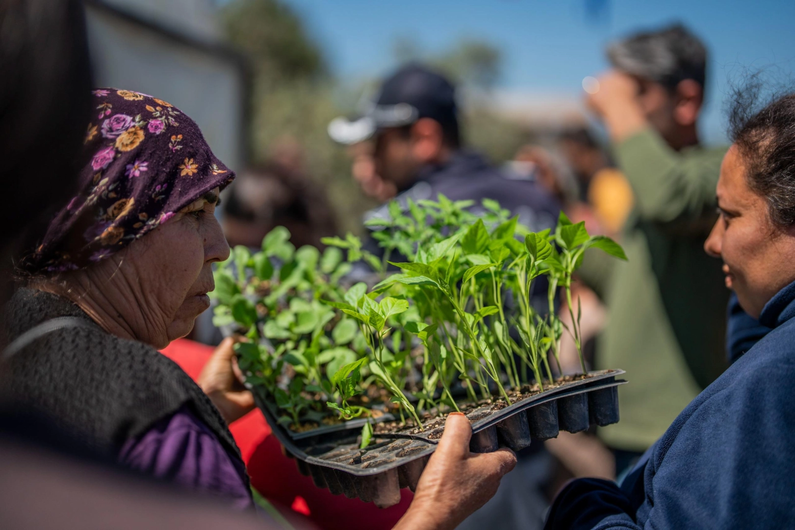 Muğla Milas'tan üreticilere fide desteği