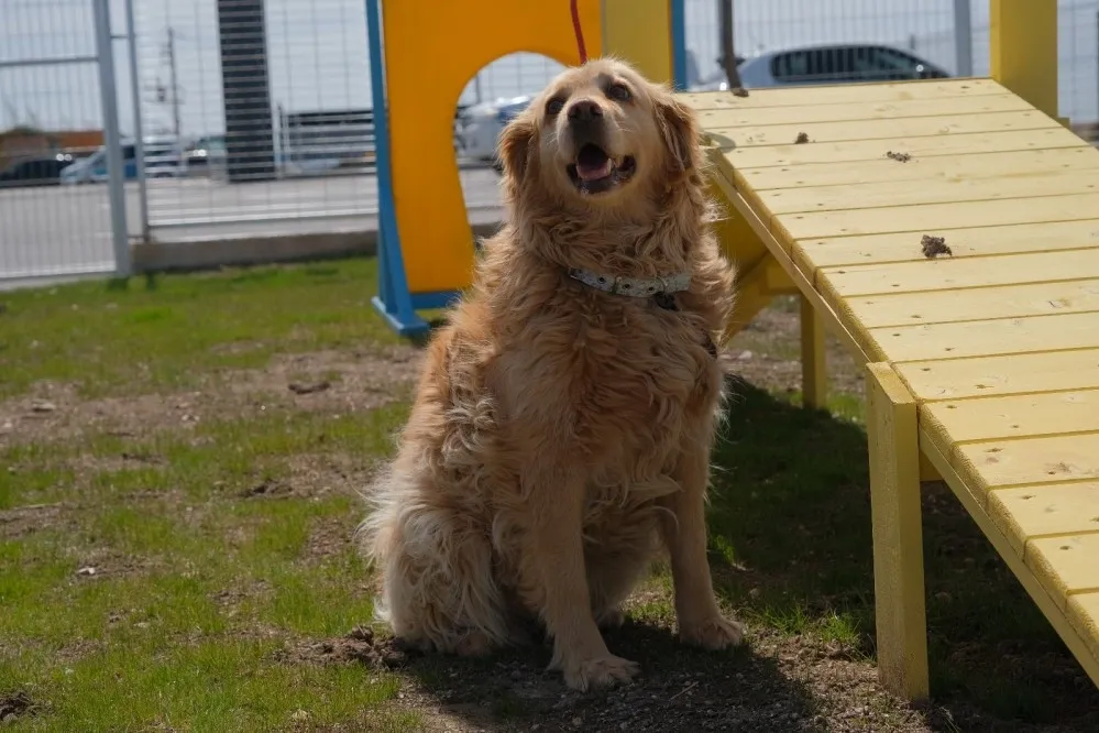 Eskişehir'de can dostların sahiplenmesi dijital ortamda