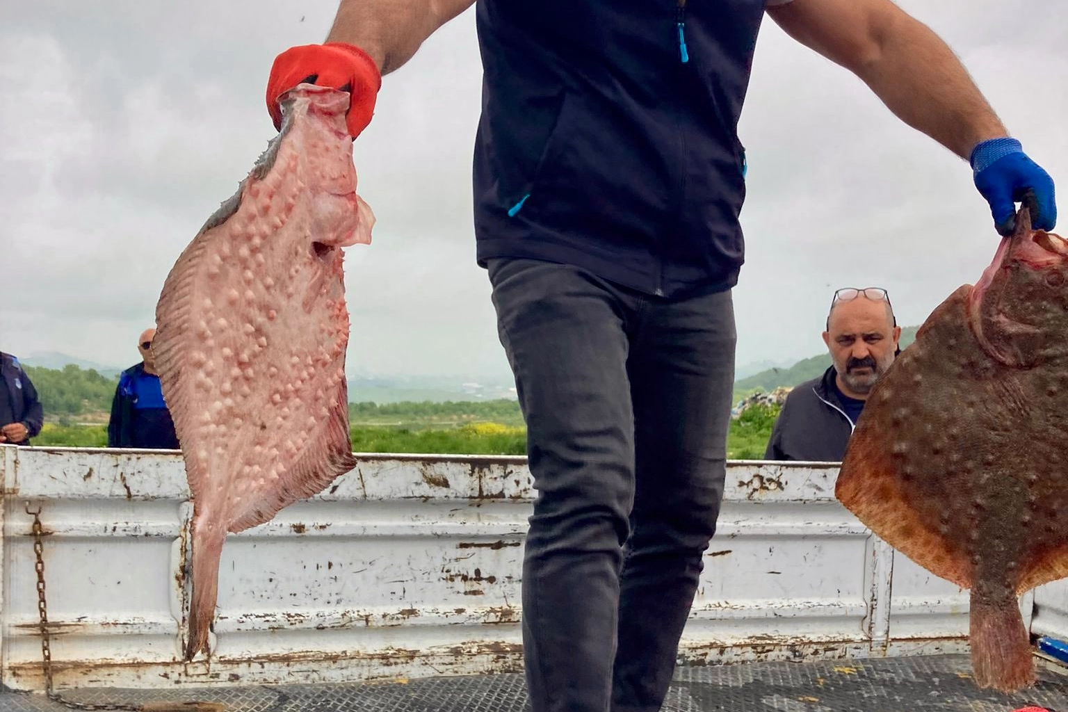Karadeniz’de yasa dışı avcılığa geçit yok! 500 kilogram kalkan ele geçirildi