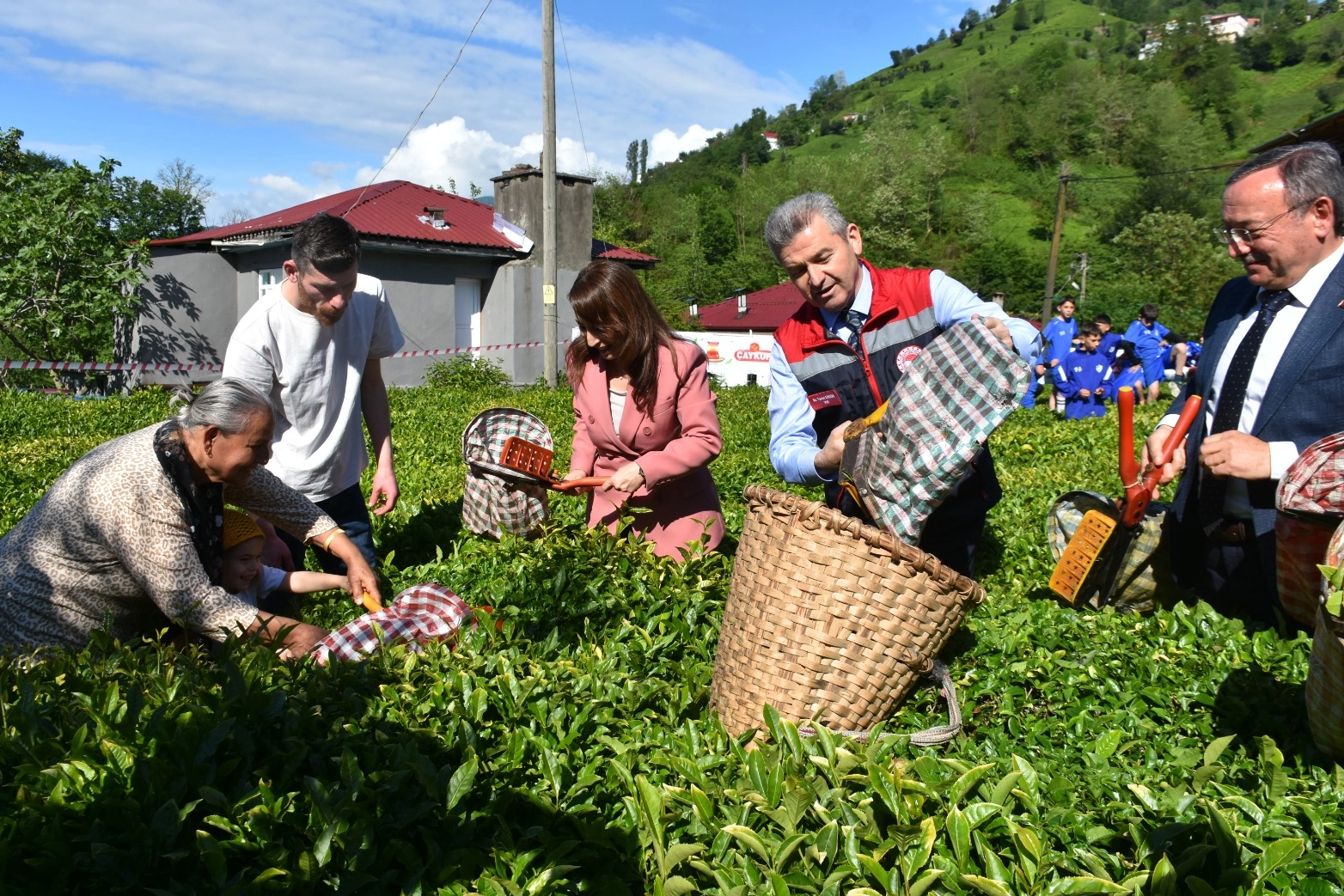 Artvin'de geleneksel çay hasadı başladı