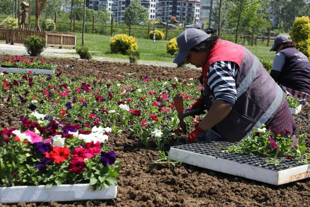 Ordu’nun çiçekleri Büyükşehir seralarında üretiliyor
