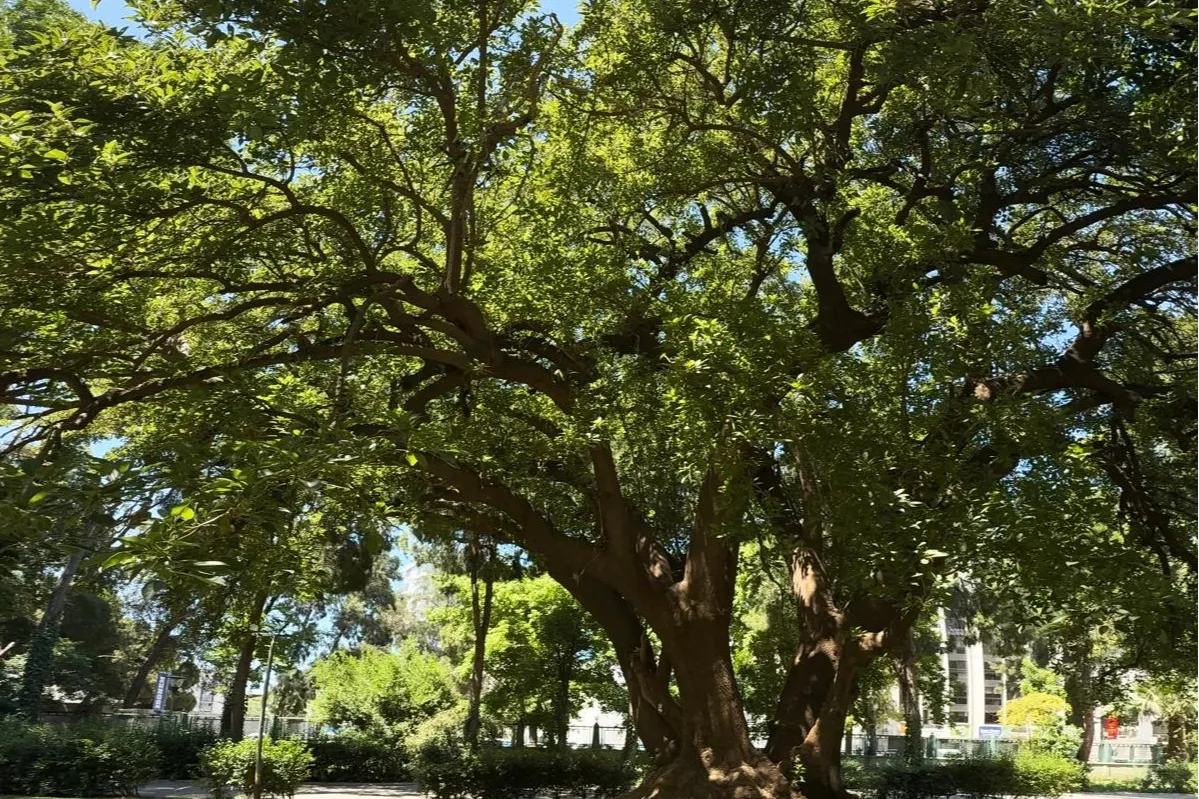 İzmir'de Kültürpark’ın köklerine yolculuk