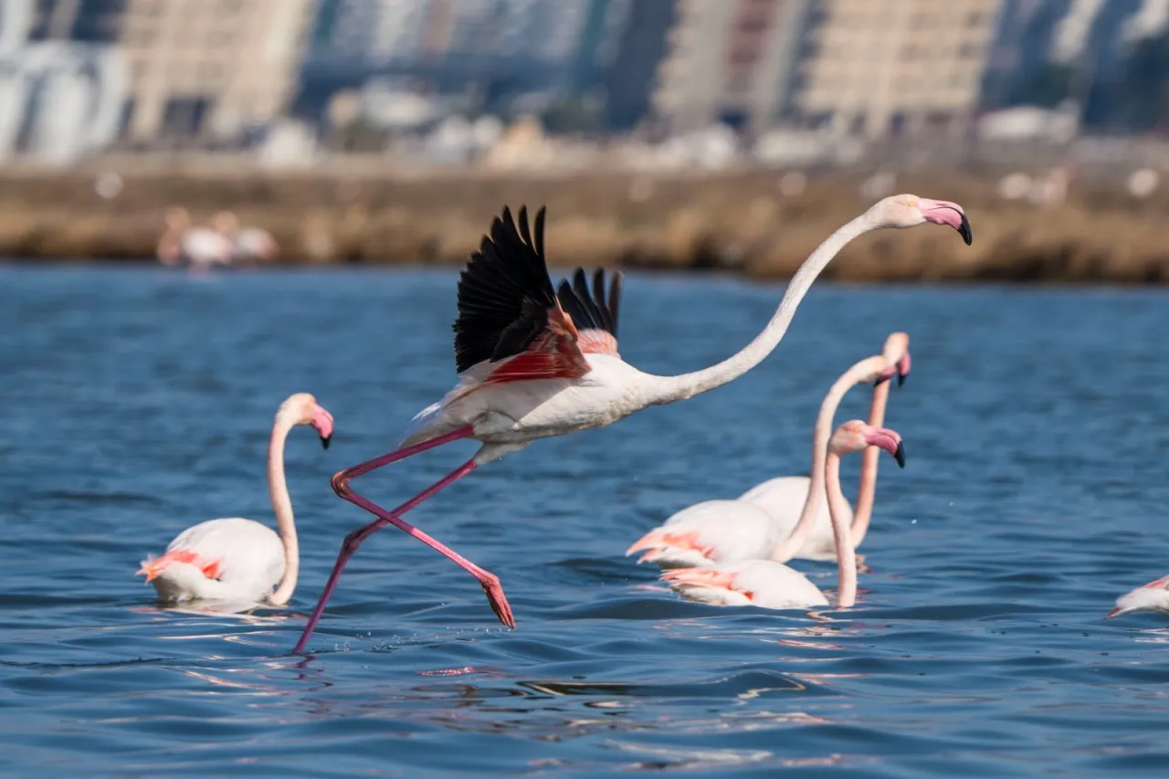 İzmir’de Flamingo Yolu turları bayramda da devam ediyor