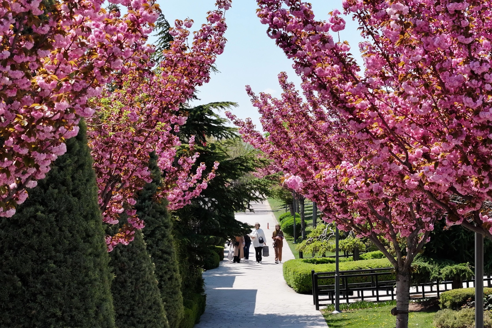Bu manzara için Japonya'ya gitmenize gerek yok! Konya'da Sakura mevsimi başladı