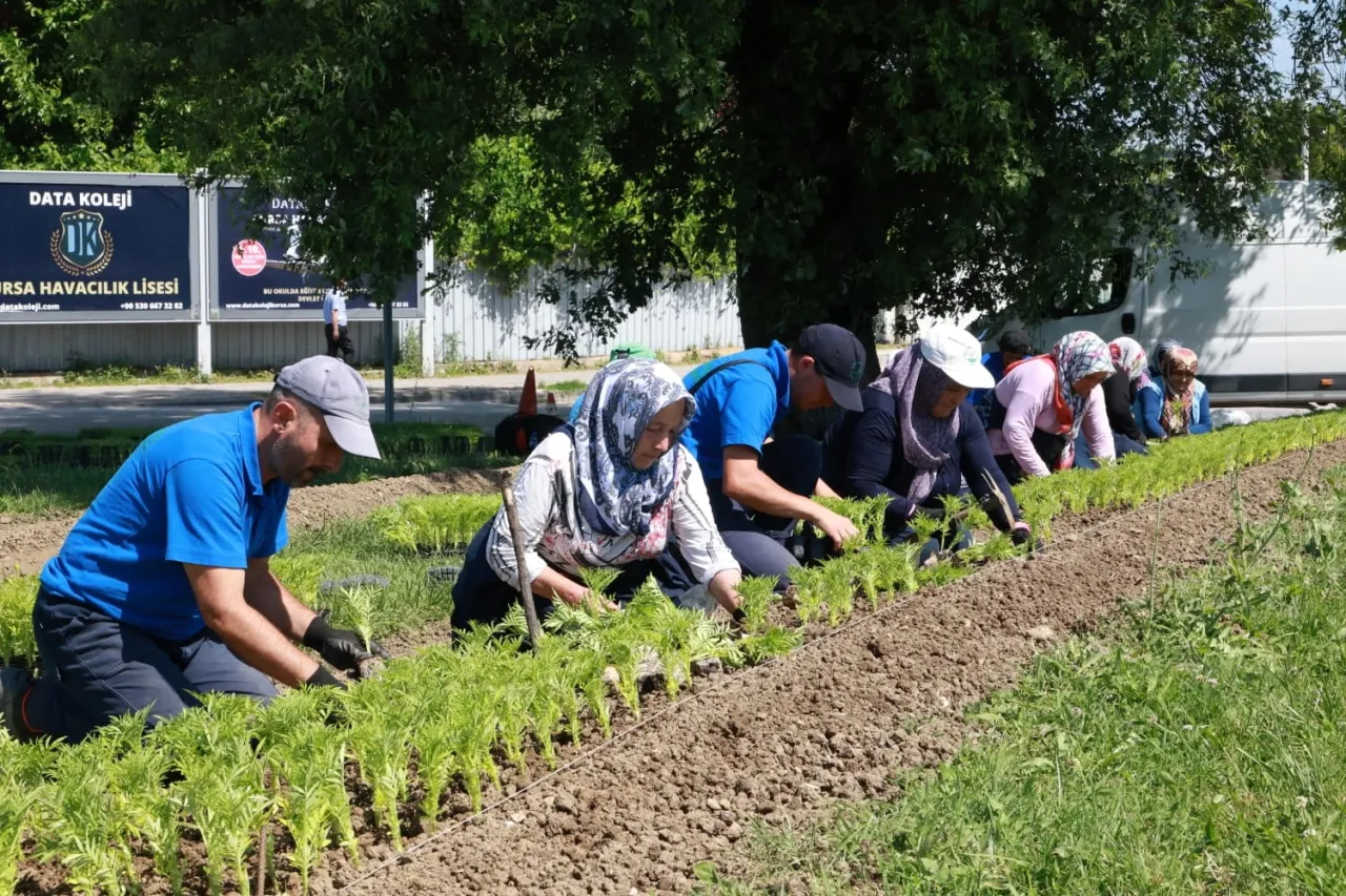 Bursa Osmangazi bu yaz çiçek kokacak