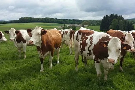 Trabzon’da üreticiye düve ve koyun desteği
