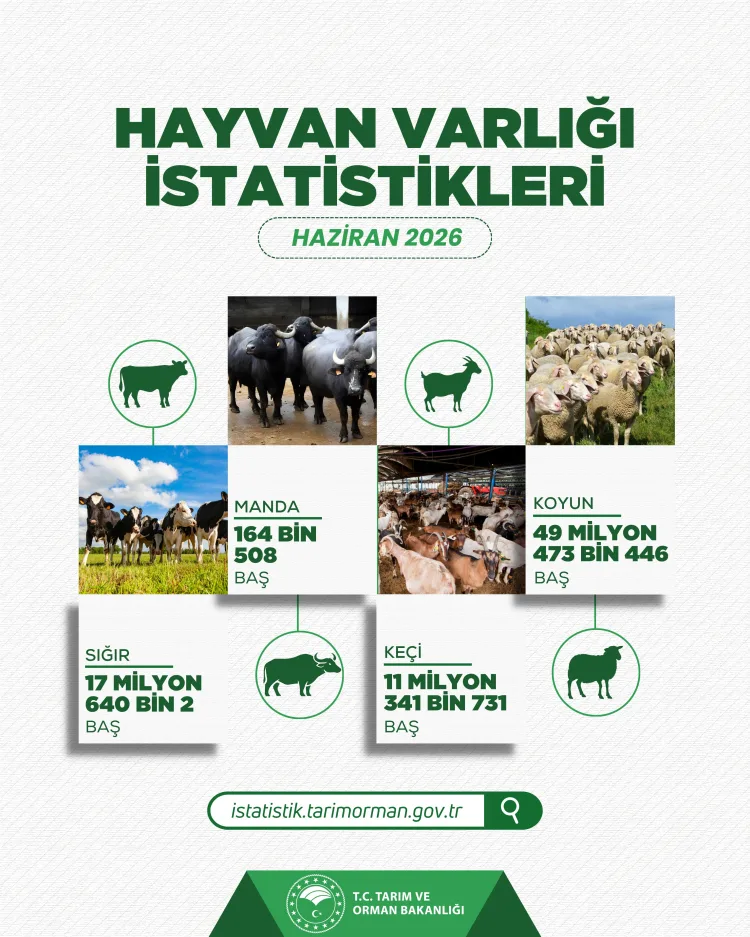 Hayvan varlığı verileri belli oldu... Koyun sayısı yüzde 6 arttı