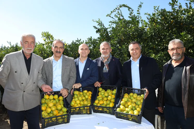 Satsuma mandalinada ihracat zamanı