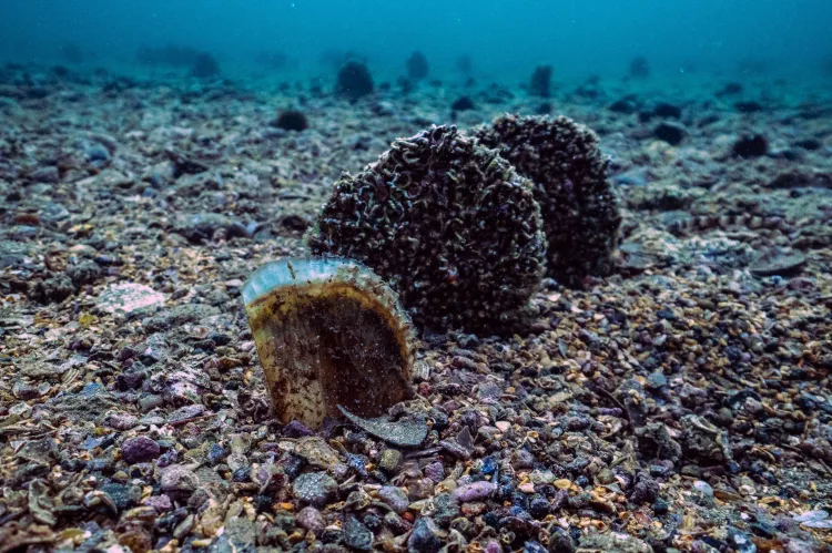Marmara’nın umudu pina, pinanın umudu deniz çayırları