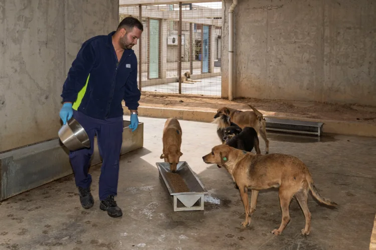 İzmir sahipsiz canlar için kendi mamasını üretiyor
